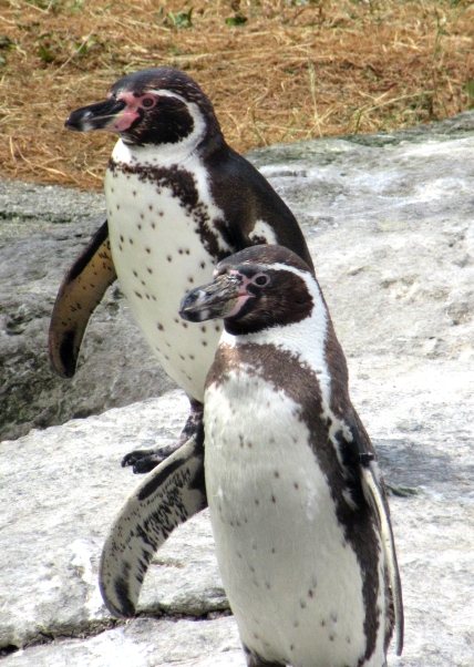 Pingviner i Atlanterhavsparken